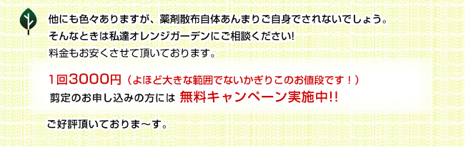 �Q�����ł̓I�����W�K�[�f���ɂ����k������