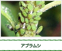 �A�u�����V